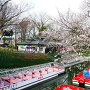 松川遊覧船乗り場の桜３月２６日