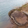 福島河岸の残存石組