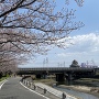 桜と東海道新幹線と清洲城