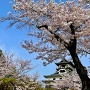 犬山城の桜 2021