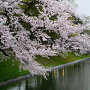 満開の桜と水堀越しの模擬天守