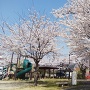 古舘公園の桜