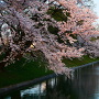 夕日に照らされる桜と模擬天守