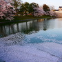 水堀に浮かぶ桜の花びら