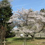 二の丸の桜と石垣