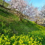 津山城の春