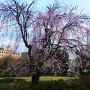 枝垂桜と模擬天守
