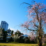 庭園の枝垂れ桜と天守