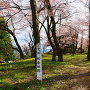 本丸の山桜