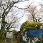 城址碑と山桜