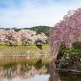 堀と枝垂れ桜