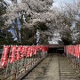 増島城の桜