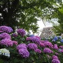 常盤木門下の紫陽花