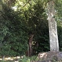 土塁上段の石碑