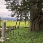 二の丸跡にある天然記念物、高瀬の大木