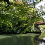 朝陽橋と楓