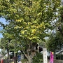 宮後八幡社碑、蜂須賀桜