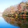 池の端壕に映る紅葉