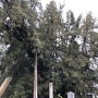 樹齢600年のカヤの木