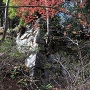 本丸石垣と紅葉