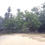 大三島の大山祇神社