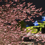 掛川桜と天守、夜景