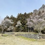 潜龍院と岩櫃山と山桜