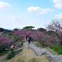 沖縄桜