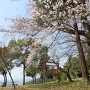 花沢城の桜[提供：焼津市歴史民俗資料館]