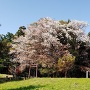花沢城の桜[提供：焼津市歴史民俗資料館]