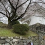 桜と西南隅櫓