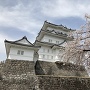 小田原城　満開の桜と天守