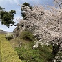 小田原城　満開の桜と常盤木門