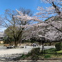 岐阜城 麓の岐阜公園の桜