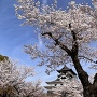 犬山城の桜 2022