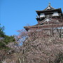 丸岡城 ほころび始めた桜