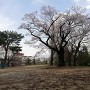 飯坂城址と千代蔵桜