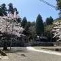 佐伎治神社の桜風景