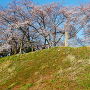 天満宮側土塁の桜