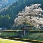 唐門と桜の木