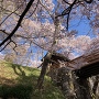 高遠城　内堀に架かる桜雲橋と満開の桜