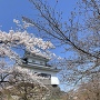 越前大野城と桜