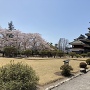 松本城　天守と満開の桜