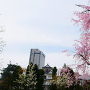 庭園の枝垂れ桜