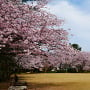 小竹籔の桜