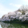 池の端壕側本丸土塁の桜