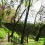 桜と本丸土橋石垣
