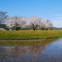 東側水堀と桜