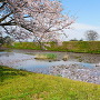 桜と本丸土塁
