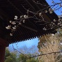 松虫寺の梅